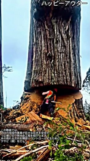 巨大樹の伐採工程：プロの技による正確な切り倒し全記録 #worker #process #forestry #logging #chainsaw