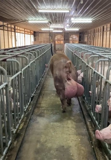 Exploring the Pig Eggs Dance Trend