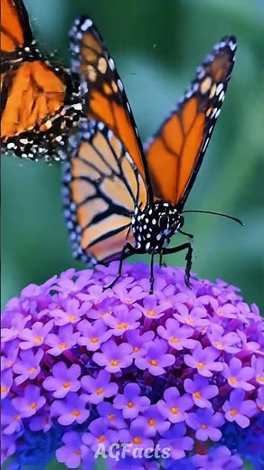 Butterfly Eyes Seeing the World in a Different Spectrum