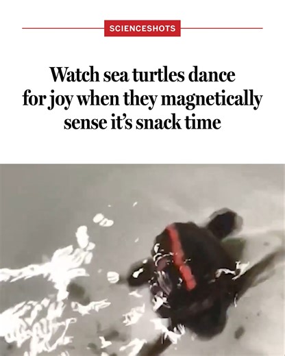 These sea turtles dance for joy when they magnetically sense it’s snack time. Learn more: https://scim.ag/4b2OSvA #ScienceMagArchives | Science