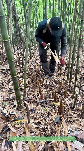 La récolte silencieuse : Comment le bambou transforme la forêt en table gastronomique