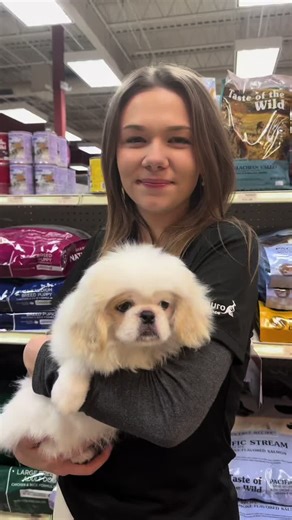 Meet the Charming Pekingese Dog Breed