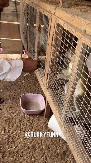 Rukkyfunny_ on TikTok