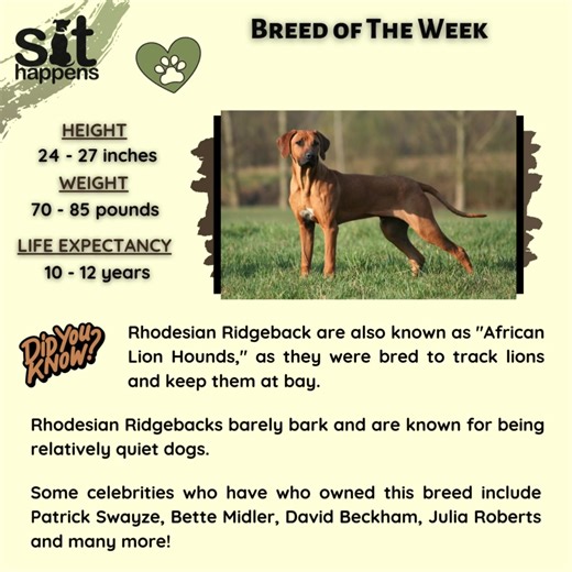 ❤ BREED OF THE WEEK ❤ 🐾 Meet the Rhodesian Ridgeback, whose origins can be traced back to Southern Africa, where European settlers encountered indigenous dogs with distinctive ridges on their backs. These dogs, known as Khoikhoi dogs, were highly valued by local tribes for their hunting bravery and resilience in the harsh African environment. Their role was to hunt lions, but rather than killing them, they would hold the lion's attention until hunters could intervene. Beyond lion hunting, they 