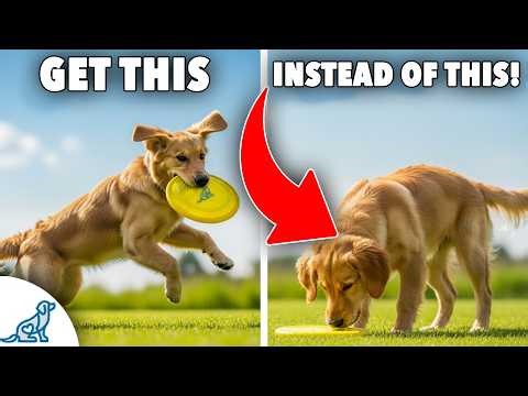 How to Teach Your Dog to Catch a Disc (Step-by-Step)