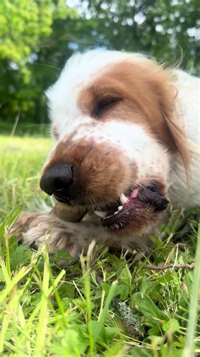 How good is this ! ##cocker #cockerspanielsoftiktok #dog