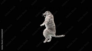 White Tiger Dancing, 3d rendering, animal realistic, cartoon, Animation Loop, Included in the end of the clip With Alpha Matte.