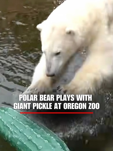 Kallik the 3-year-old polar bear is seen having a blast with a giant pickle at the Oregon Zoo.
