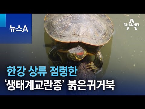 한강 상류 점령한 ‘생태계교란종’ 붉은귀거북 | 뉴스A