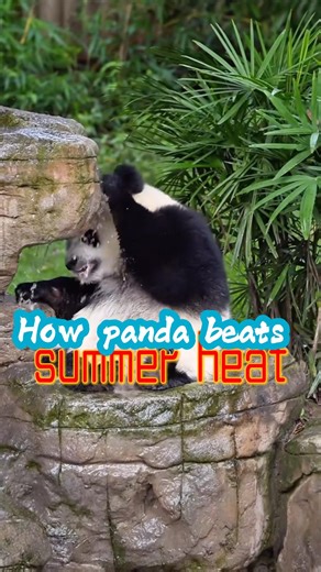 253K views · 10K reactions | Watch an adorable giant panda beat the summer heat with a cool shower at a zoo in southwest China's Chongqing. #Panda #Heatwave #Summer #Heat #AnimalCare #Fun #Animals | China Xinhua News | Facebook