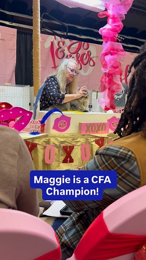 Big news from Full Moon Siberian Cats! Our beautiful girl Maggie earned her CFA Champion title this weekend at the Dalton, GA CFA show! 🏆✨ Maggie has already proven to be such a loving, devoted mama — her first litter of kittens all found amazing families, and she continues to bring so much warmth and gentleness to our home. We’re so proud of her both in the show hall and as a wonderful mother here at Full Moon Siberian Cats. 💕🐾 | Full Moon Siberian Cats