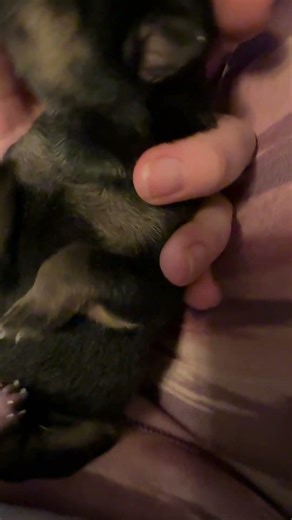 Newborn baby German shepherd
