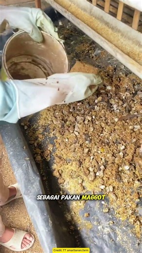 Maggot Cultivation Under Chicken Coops