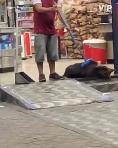 1K views · 41 reactions | Fat dog living the good life… Credit:...