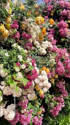 🌹 Mixed Color Rose Flowers in Full Bloom | Beautiful Rose Garden Tour 4K