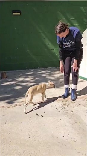 Flora4 01#tierschutz #zuhausegesucht #hund #puppy #whippet