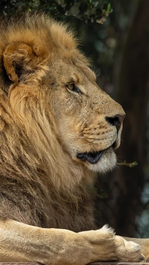 Take a paws and celebrate World Lion Day! 🦁 Meet lion brothers Mandla and Gandia at Oakland Zoo — animal ambassadors to lions in the wild — and see how Keeper Stacie and team give them lots of love and care every day. Let’s celebrate these magnificent mammals together! #WorldLionDay | Oakland Zoo