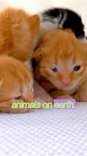 Why Do Cats Sleep So Much? 😺💤#Cats #CatFacts #CatsSleeping