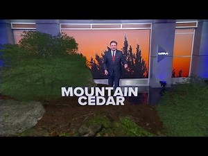 DFW Weather | The mountain cedar pollen count forecast