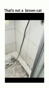 6.6K views · 466 reactions | Took a while to realize that was not her actual color  | My Feline Buddy | Facebook