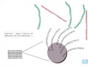 les techniques de cytogénétique partie 6