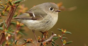Ruby-crowned Kinglet Photos and Videos for, All About Birds, Cornell Lab of Ornithology
