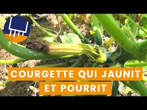 Pourquoi mes courgettes jaunissent-elles ?