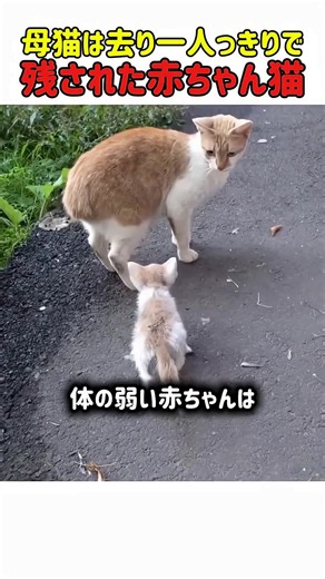 #動物#かわいいペット#ペット#かわいい#狗#カブ