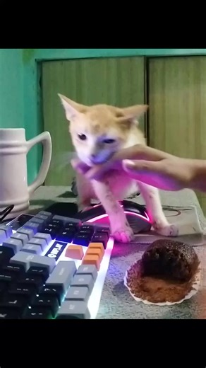 Ruby Ruth Perez (@rubyruthperez)’s videos with Funny Song - Funny Song Studio & Thomas Hewitt Jones & Sounds Reel