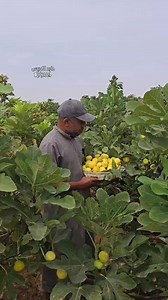 16K reactions · 297 shares | Deanna Fig.Deanna produces large green...