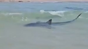 Tragic warning given to man who went missing and feared dead after being dragged away by shark