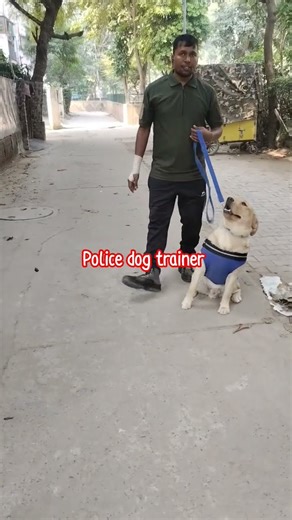 Police dog trainer # BSF dog hendler #South delhi dog training # Professional # pet#labrador