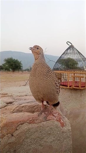 Gray Partridge male sounds teetar ki awaz