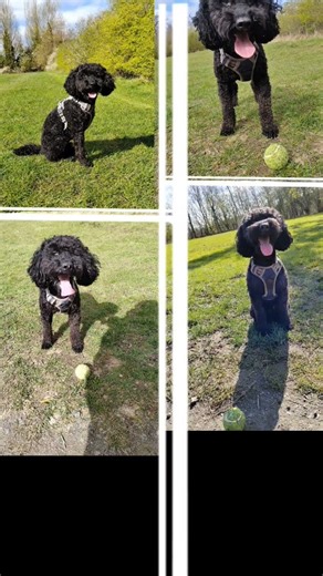 cute dog #barkleynpawz #dogwalker #petcare #durham