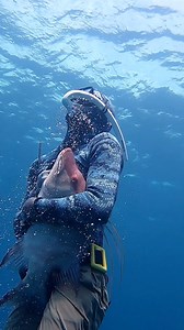 Spearfishing Giant Hogfish! #spearfishing #fishing | Nick Bailey Spearfishing