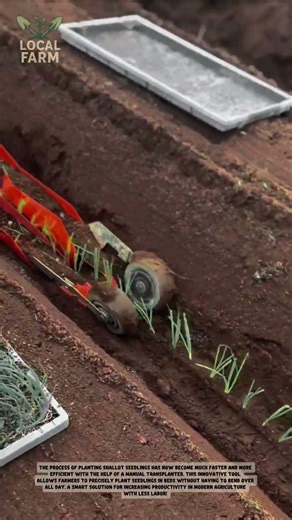 Amazing Onion Planting Machine in Action! Modern Farming Technology
