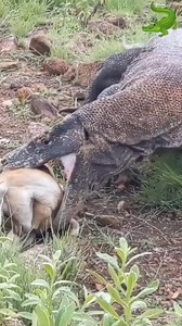 See how the komodo dragon eats the goat 😋😝 #wildlife #animals #wildanimals #komododragon #fy | Komodo fandom