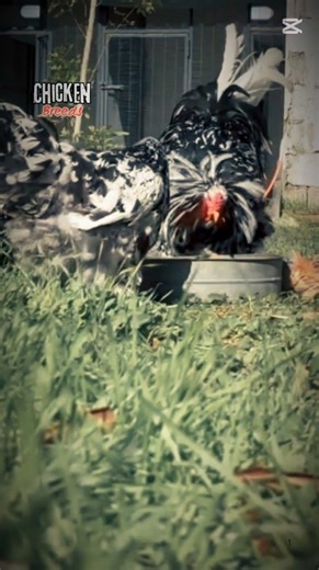 chicken breeds 🥚 🔥 This isn't your average chicken… this is a Brahma!🐔 #chicken
