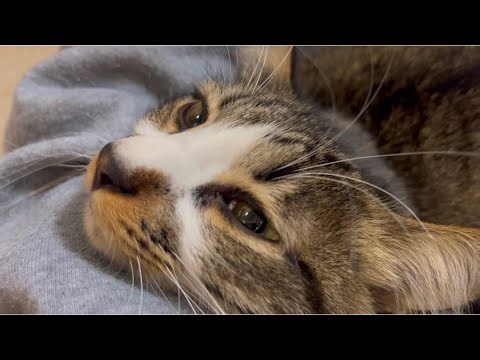Too cute cat voice