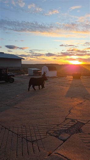 what a beautiful end of day sunset #sunset #farm #eatbeef #livestock #cattle