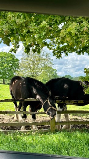 Shire Horses have been in owner Kay’s family (the Yates) for over 80 years. There are usually around ten to fifteen shire horses here at Croots and 2 to 3 foals each year that are home bred. You can enjoy seeing them grazing in the fields as you drive up to our Farm Shop. 🐴 | Croots Farm Shop & Cafe