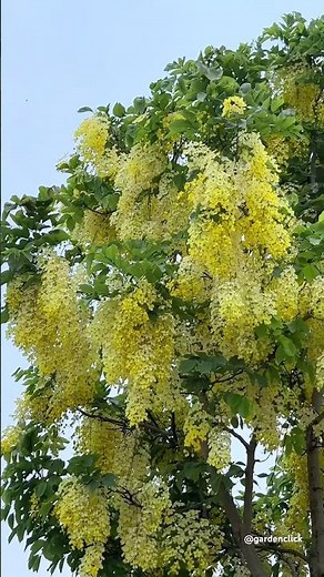 Gold of summer | amaltas flower or golden shower | #nature #flowers #summer
