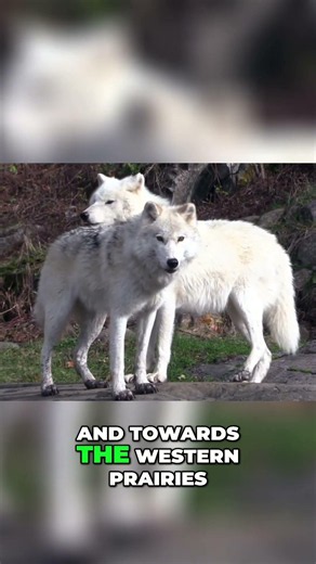 Wolves in Mythology: Humility, Witches, and Origins #shorts
