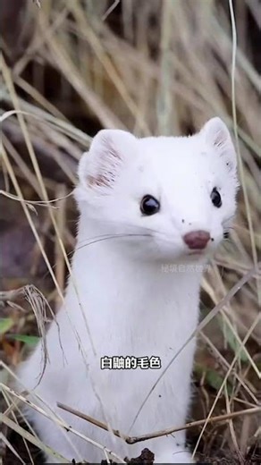 The world s smallest carnivorous mammal the weasel#Animal science popularization#Animal