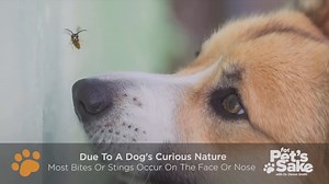 For Pet's Sake: Insect bites and stings