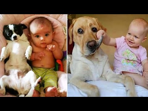 😂 Bebes Jugando con Perritos 🐶tiernos [MUY DIVERTIDO] 😂