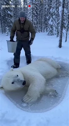 Rescue of a Frozen Bear: A Tale of Kindness