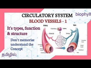 ALLIED HEALTH SCIENCES | Blood vessels in tamil | Blood vessel, it's function, structure & types |