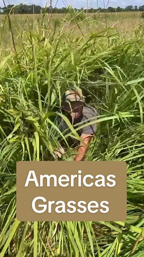 All grasses aren’t created equal!! There’s a huge difference between our native prairie grasses and the non-native turf grasses we’ve replaced them with. #nativehabitatproject #ecosystems #wildlife #conservation #grasslands #nativewarmseasongrasses