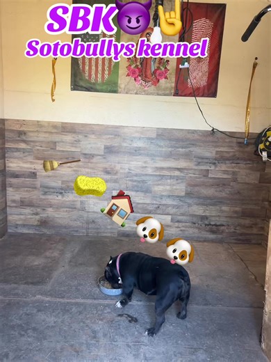 Exotic American Bully Breeds at Sotobullys Kennel